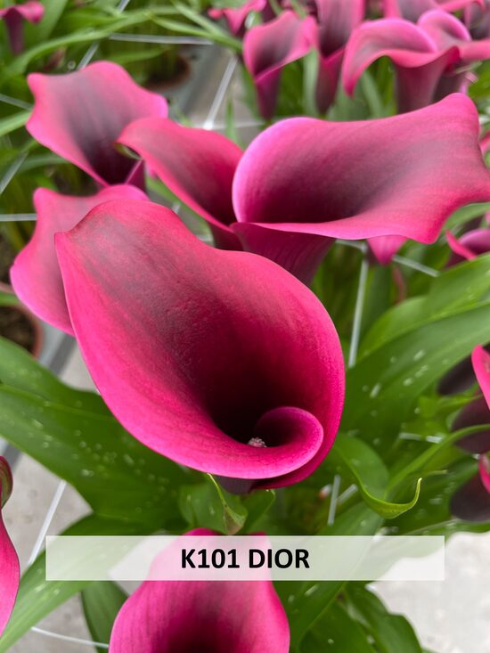 K101 DIOR