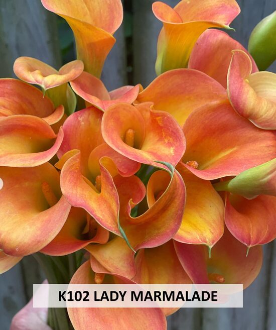 K102 LADY MARMALADE