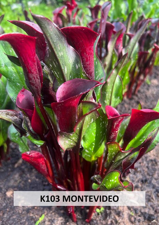 K103 MONTEVIDEO