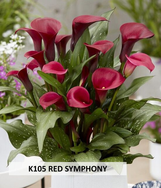 K105 RED SYMPHONY