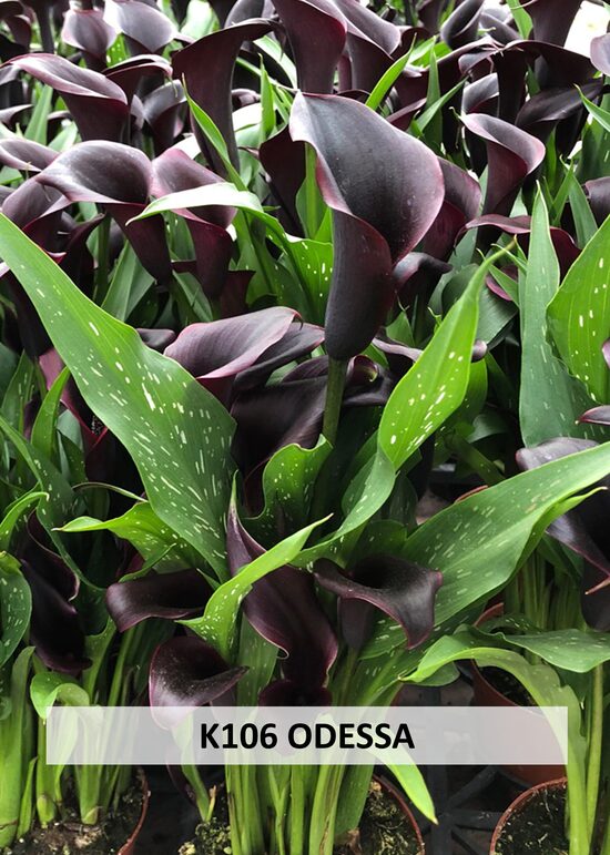 K106 ODESSA