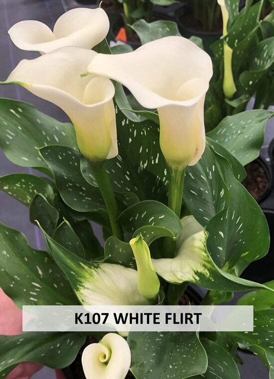 K107 WHITE FLIRT