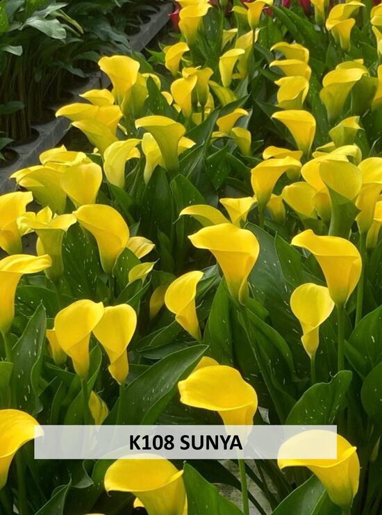 K108 SUNYA