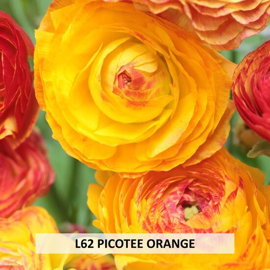 L62 PICOTEE ORANGE 10gab