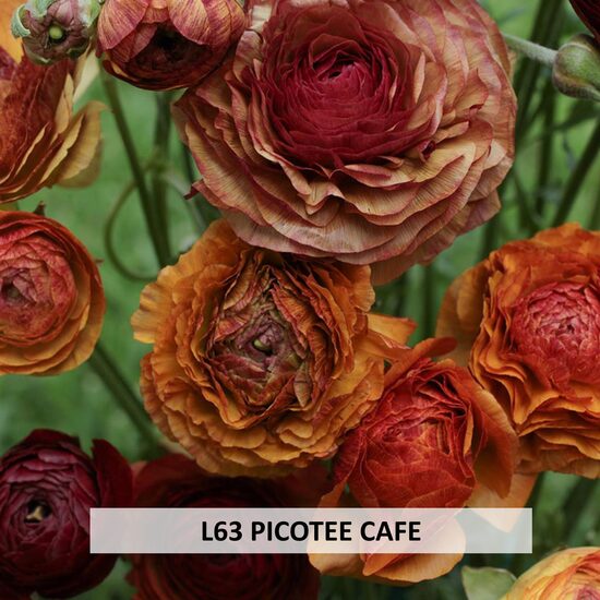 L63 PICOTEE CAFE 10gab