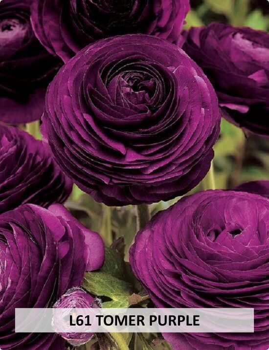 L61 TOMER PURPLE 10gab