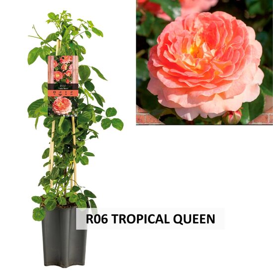 R06 TROPICAL QUEEN