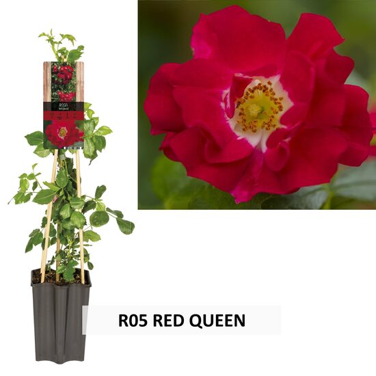 R05 RED QUEEN