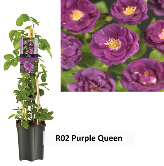 R02 PURPLE QUEEN