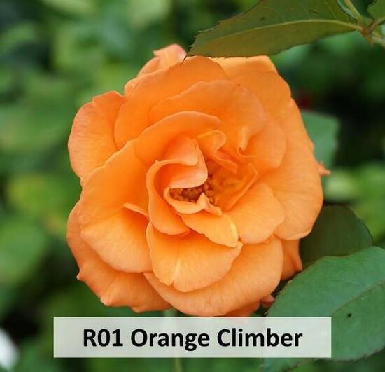 R01 ORANGE CLIMBER