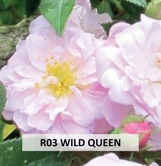 R03 WILD QUEEN