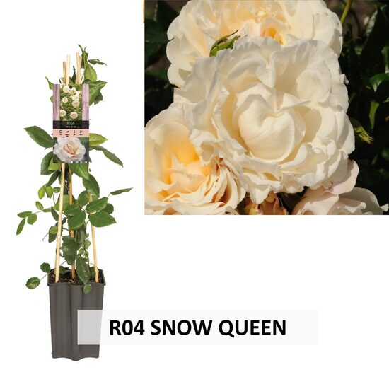 R04 SNOW QUEEN