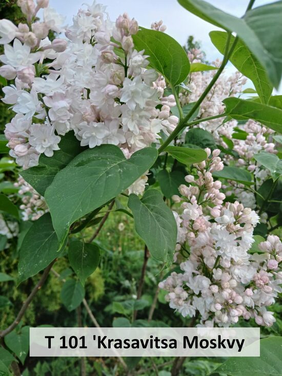 T101 KRASAVITSA MOSKVY