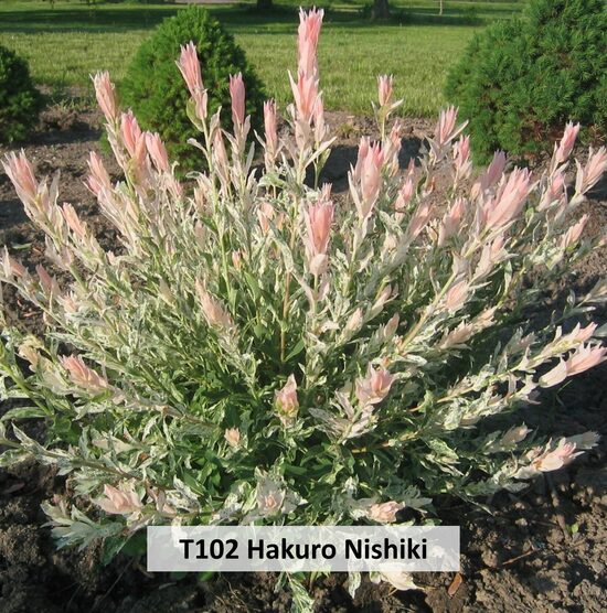 T102 Hakuro Nishiki