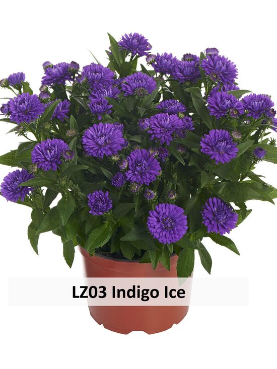 LZ03 INDIGO ICE 5gab