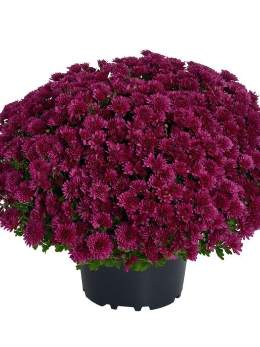 LZ06 Amelie pink 5gab