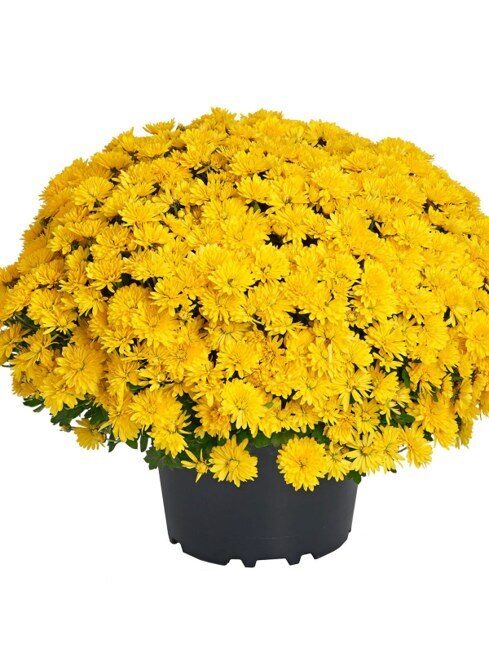 LZ07 Amelie yellow 5gab