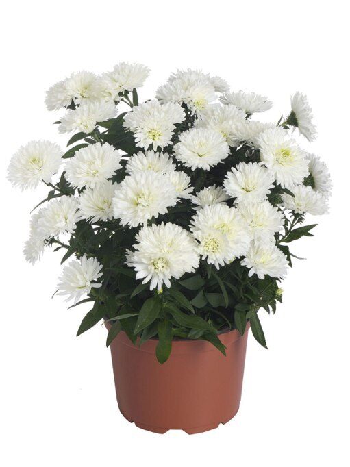 LZ02 Arctic White 5gab 