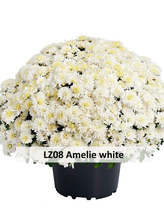 LZ08 Amelie white 5gab