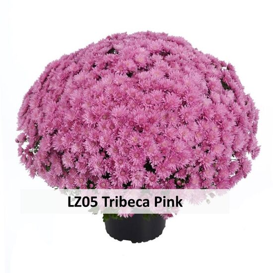 LZ05 Tribeca Pink 5gab 