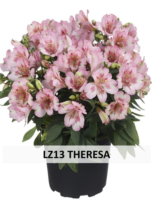 LZ13 THERESA