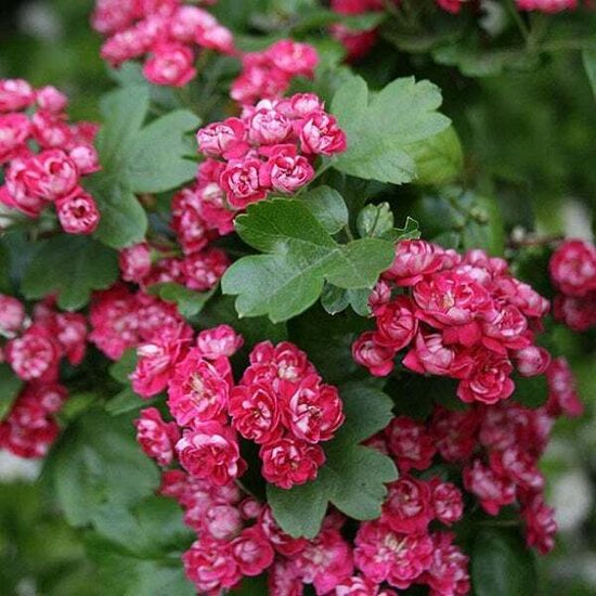 T111 Crataegus laevigata 'Paul's Scarlet'