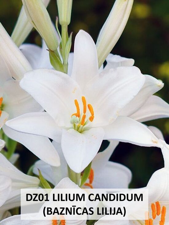 LILIUM CANDIDUM