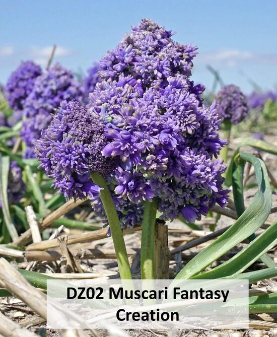 DZ02 Muscari Fantasy Creation 10 gab 