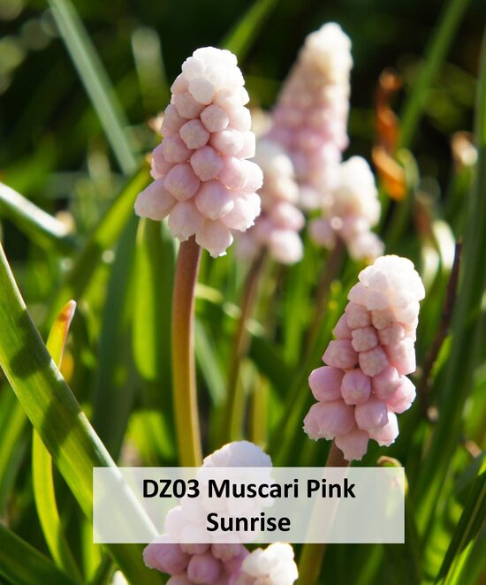 DZ03 Muscari Pink Sunrise 10GAB