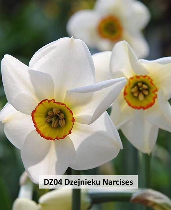 DZ04 Dzejnieku Narcises 5 GAB 