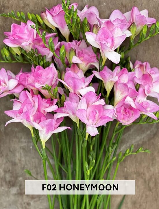 F02 HONEYMOON 10gab