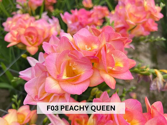 F03 PEACHY QUEEN 10gab