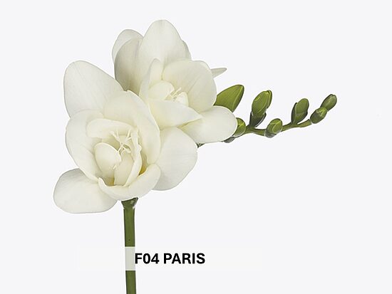 F04 PARIS 10gab