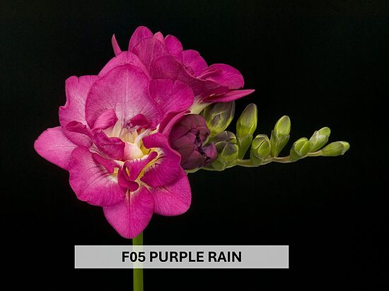 F05 PURPLE RAIN 10gab