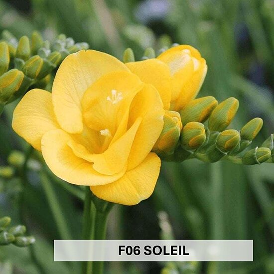 F06 SOLEIL 10 gab 