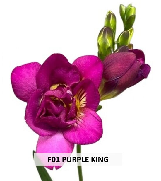 F01 PURPLE KING  10gab