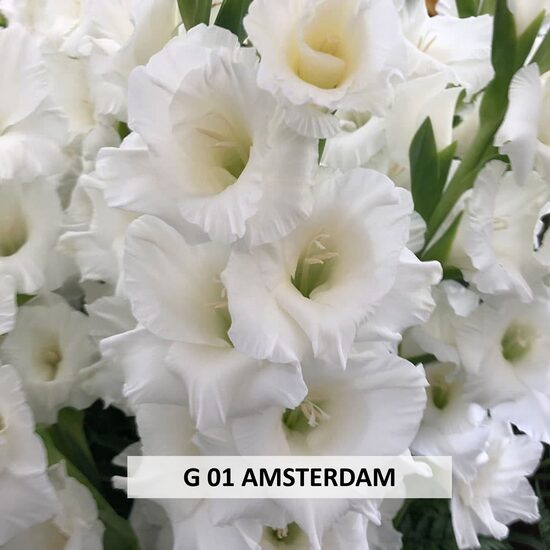 G01 AMSTERDAM  (10 GAB)