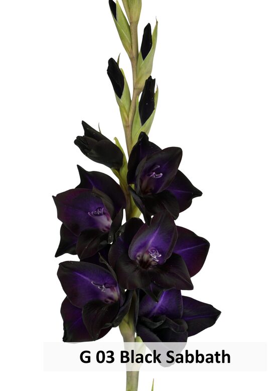 G03 Black Sabbath (10GAB)