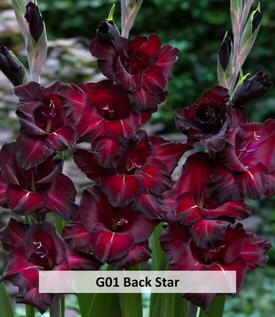 G01- BACK STAR  10 GAB 