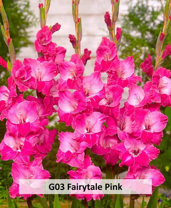 G03 FAIYTALE PINK 10GAB