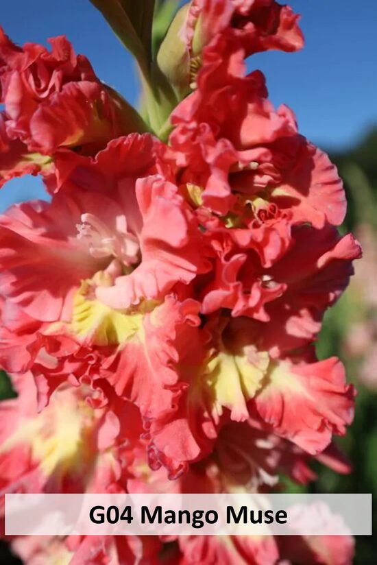 G04 MANGO MUSE 10GAB 