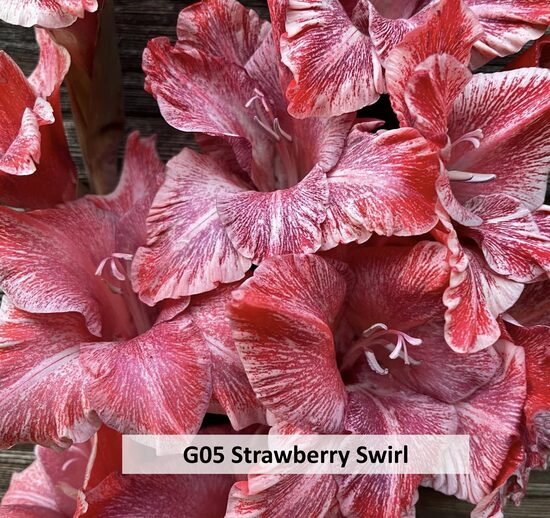 G05 STRAWBERRY SWIRL 10GAB