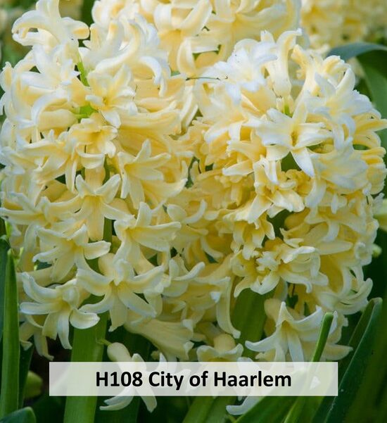 City of Haarlem 100gab