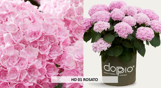 HD01 ROSATO