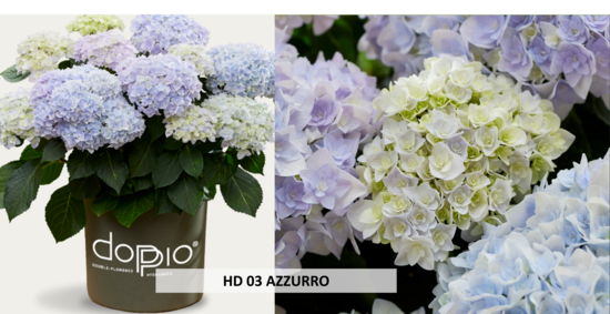 HD03 AZZURRO
