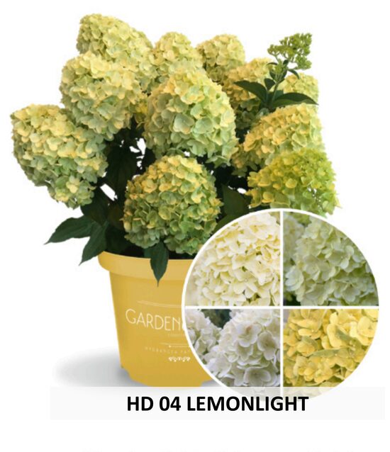 HD04 LEMONLIGHT