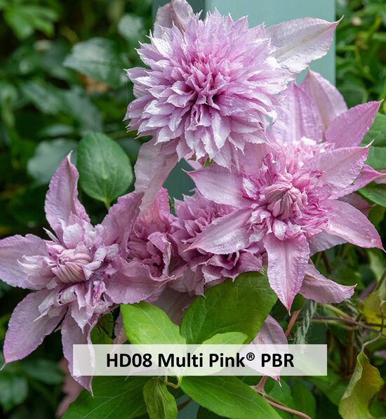 HD08 Multi Pink® PBR