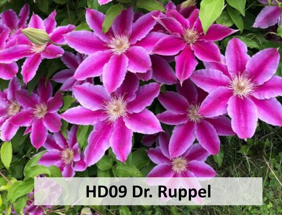HD09 Dr. Ruppel