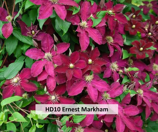 HD10- Ernest Markham