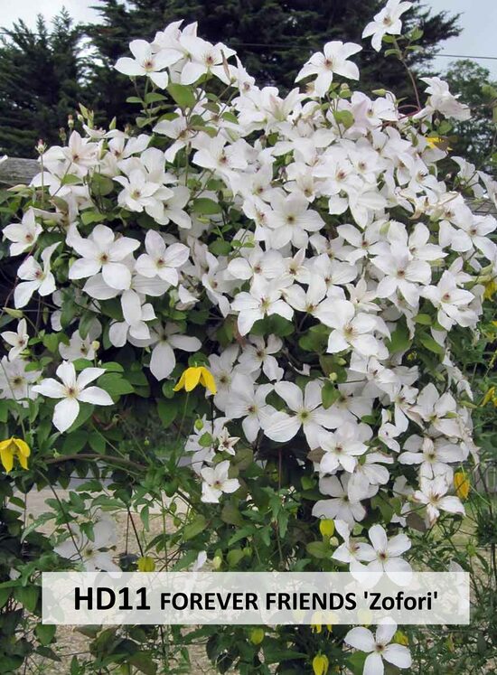 HD11- Forever Friends